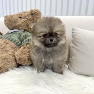 [15만원] 2개월 세이블 포메 "푸푸" 가족을 찾아요 ❤