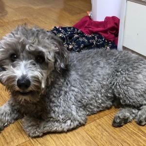 회색푸들 도솔이를 찾습니다