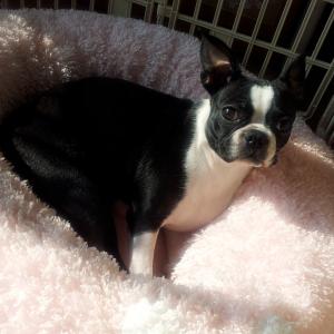 부산 당감동 강아지 보스턴테리어 잃어버렸어요 찾아주세요~~