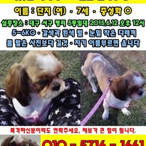 대구 시츄 (방금찾았습니다^^)