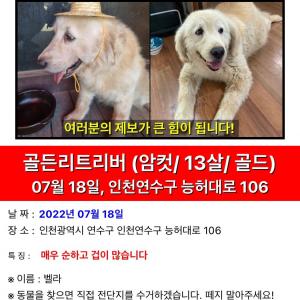 옥련동 골든리트리버 찾아요