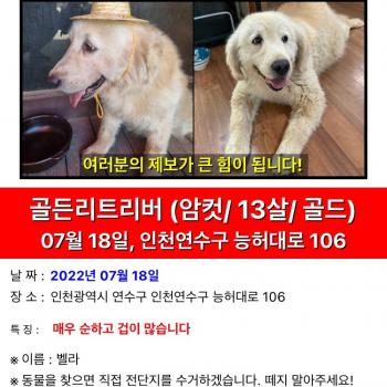 옥련동 골든리트리버 찾아요