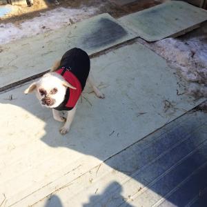 빨간패딩입은 흰색믹스견 찿아요!