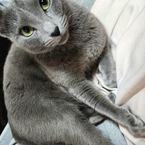 집나간 고양이 찾아요 ㅠㅜ