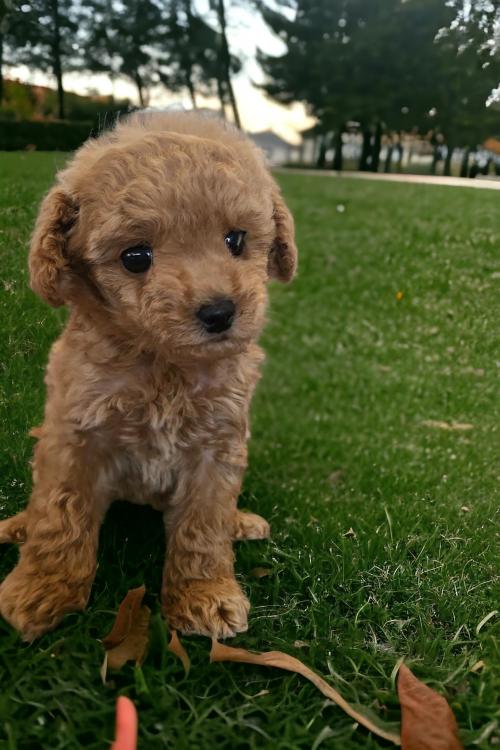 2개월 푸들 분양드립니다