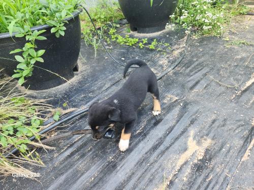 강아지 가정 분양합니다.