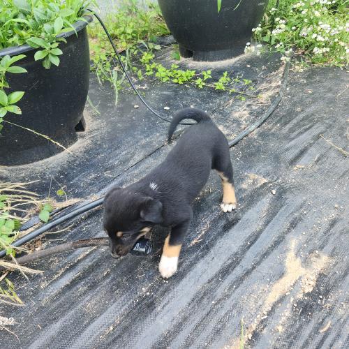 강아지 가정 분양합니다.