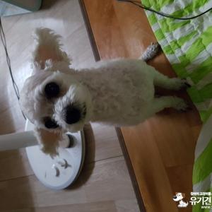 흰색 푸들 수컷 찾아요