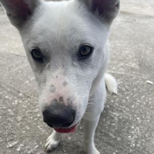 강릉 청솔공원 강아지 찾아요