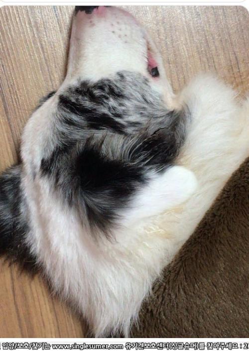 창원 여아 보더콜리 블루멀 강아지 주인 찾습니다.