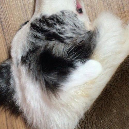 창원 여아 보더콜리 블루멀 강아지 주인 찾습니다.