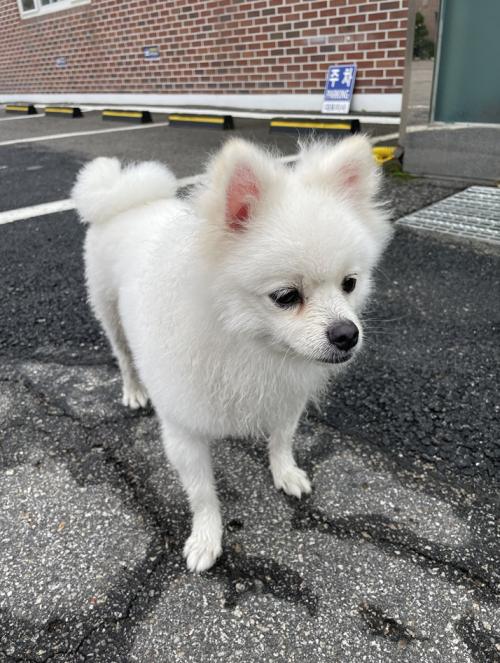 경기도 양주시 율정동 포메라니안 보호하고있습니다(22년8월11일)