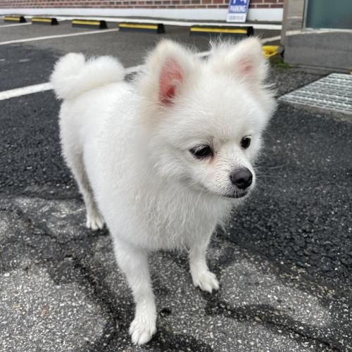 경기도 양주시 율정동 포메라니안 보호하고있습니다(22년8월11일)