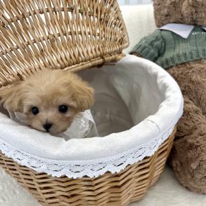 [10만원] 말티푸 "치치" 공주님의 가족을 찾아요 ❤