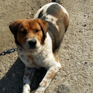 갈색흰색혼합털 리트리버