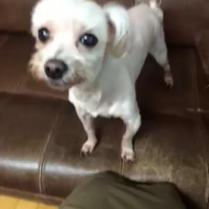 일산역 근처/ 힌색 마르티즈 여아/ 10세/ 6월 13일 10~12시경