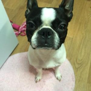 만덕2동)보스턴테리어 호두 찾아요 ㅠㅠ