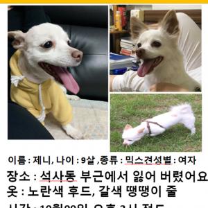 춘천 석사동에서 잃어버린 제니를 찾습니다.