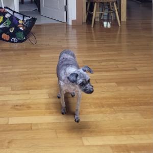 아롱이를 찾아주세요