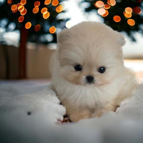 2개월 포메라니안 분양드립니다