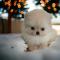 2개월 포메라니안 분양드립니다