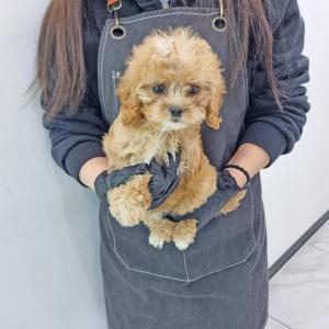 강아지분양 김포강아지분양 골든두들분양 너무이쁜 골든두들 아가몽 책임분양 진행 중 입니당~