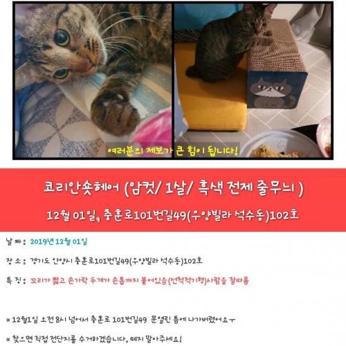 고양이를 찾습니다