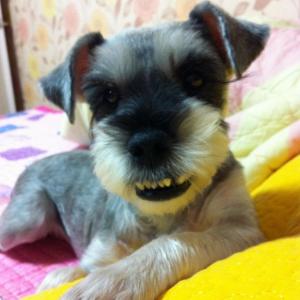 슈나우져 찾습니다