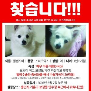 (용인)강아지를  찾습니다