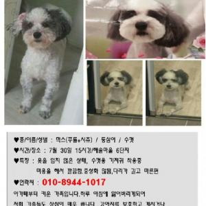 저희 강아지좀 찾아주세여