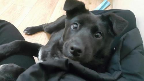 울산 중구 병영에서 발견된 검정 믹스견 주인 찾습니다