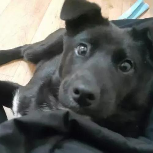 울산 중구 병영에서 발견된 검정 믹스견 주인 찾습니다