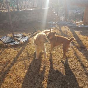 퇴촌면 골든리트리버 찾습니다