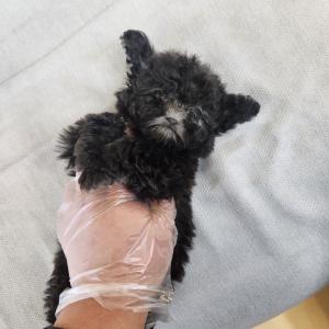 실버푸들분양 2개월령 왕자님 모량도 많고 다리도 짧은