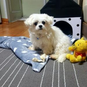 양평군 미니 말티즈 3세여아 찾았어요
