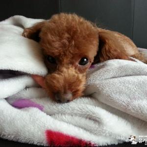 시흥시 대야동에서 잃어버린 갈색 푸들을 찾습니다.