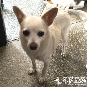 김해 반려견을 찾습니다.