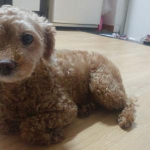 푸들이요