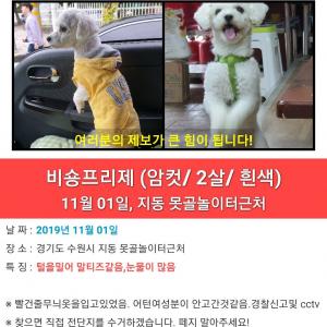 강아지를찾습니다.