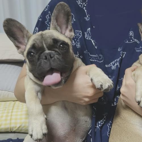 광주 6개월 된 프렌치불독 여아 분양합니다