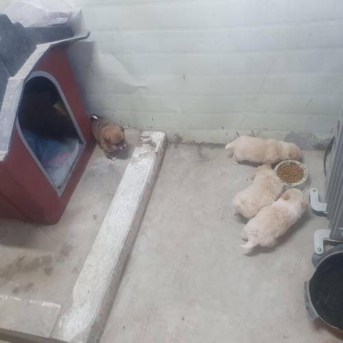 강아지 분양계획있으신분 보세요 ㅎ