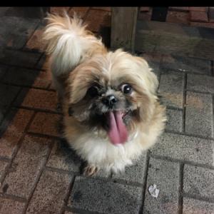 강아지찾습니다ㅠㅠㅠ