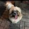 강아지찾습니다ㅠㅠㅠ