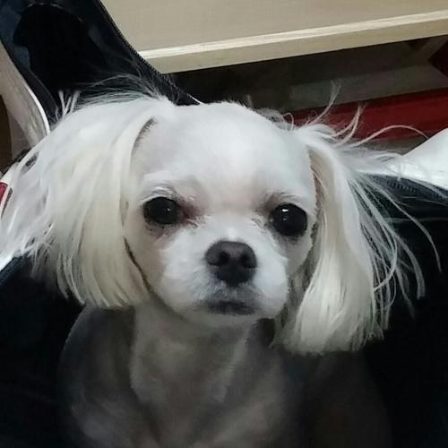 흰색 말티즈를 찾습니다