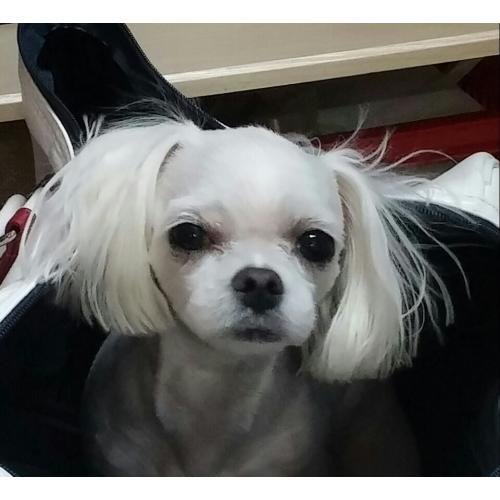 흰색 말티즈를 찾습니다