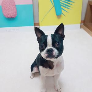 반려견 코이를 찾습니다ㅠ