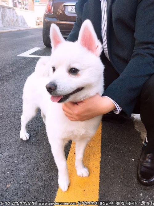 송파구 성은교회앞 유기견 발견 및 보호중