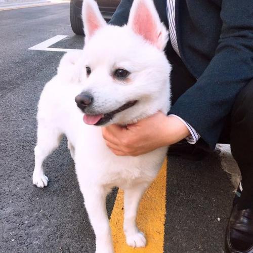 송파구 성은교회앞 유기견 발견 및 보호중