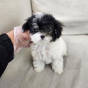 실버파티푸들분양 2개월령 모량 많고 애교 많고 헬멧 쓴 가나디
