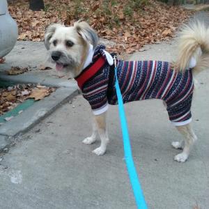 강아지 찾습니다..